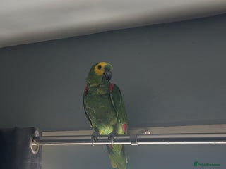 Parrots birds - Advert 6