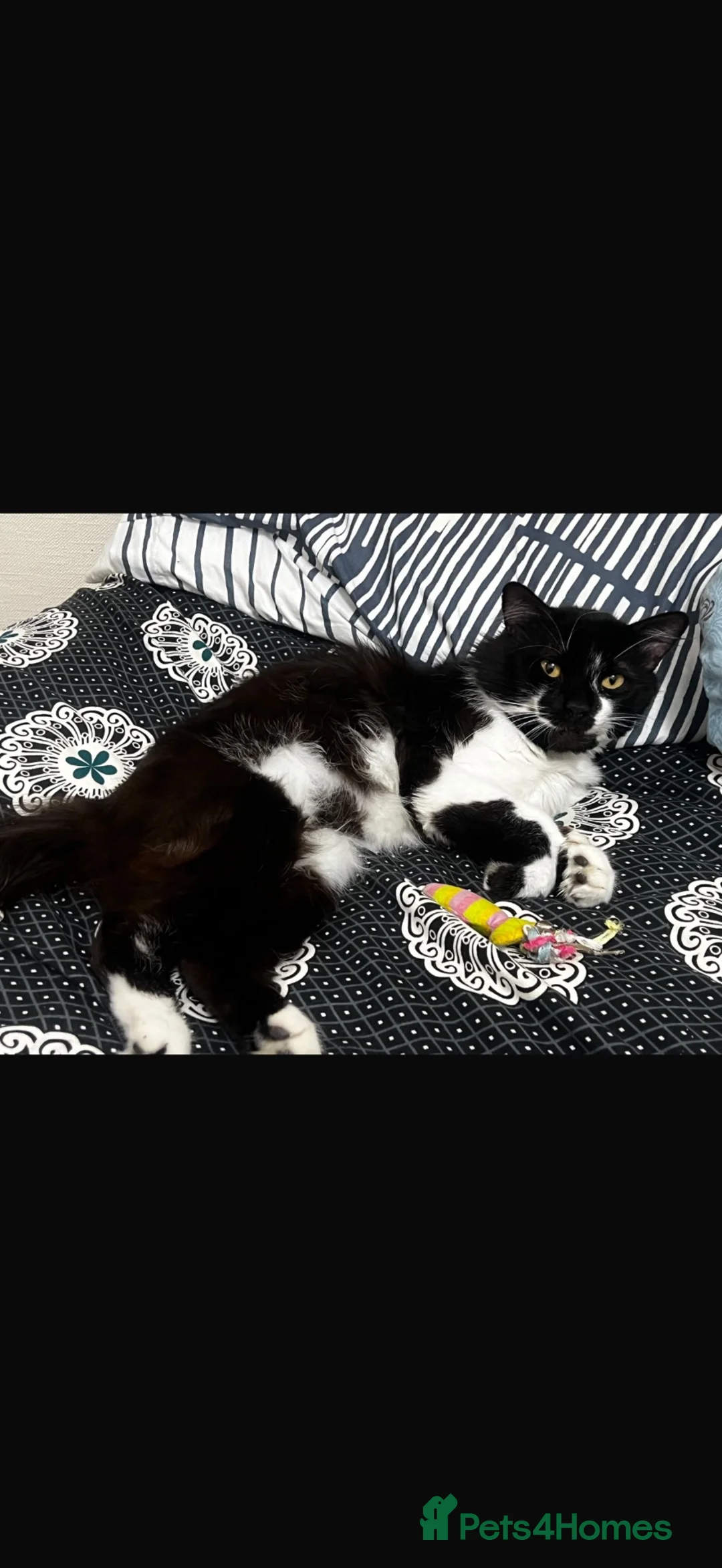 Mixed Breed cats for sale: mr leo - Advert 2