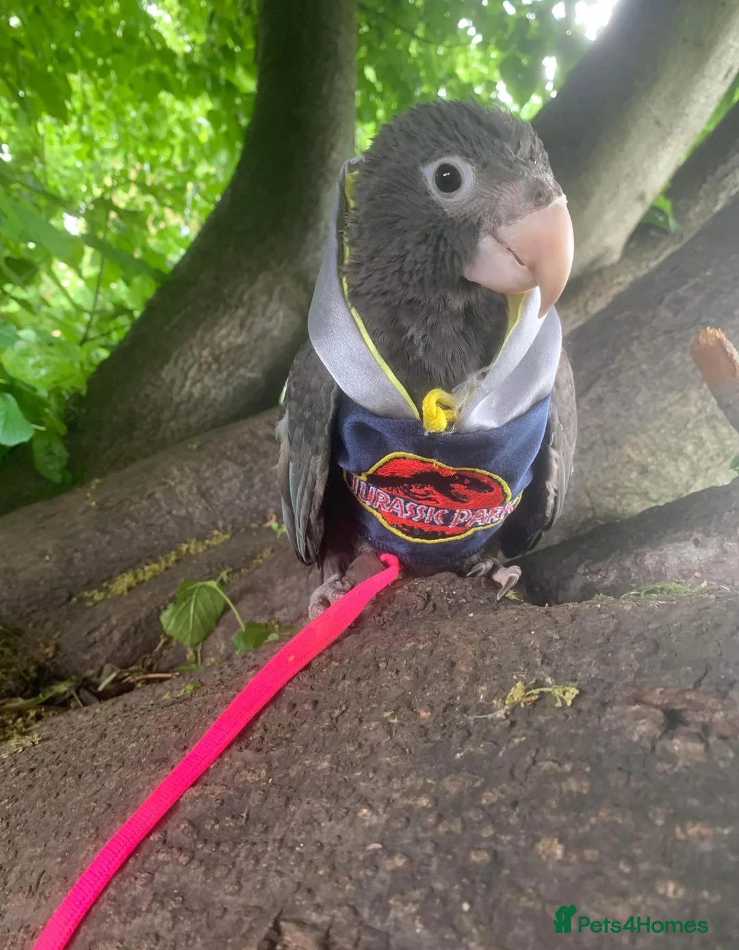 Parrots birds for sale: Female vasa parrot - Advert 1