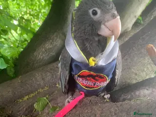 Parrots birds Female vasa parrot - Advert 15