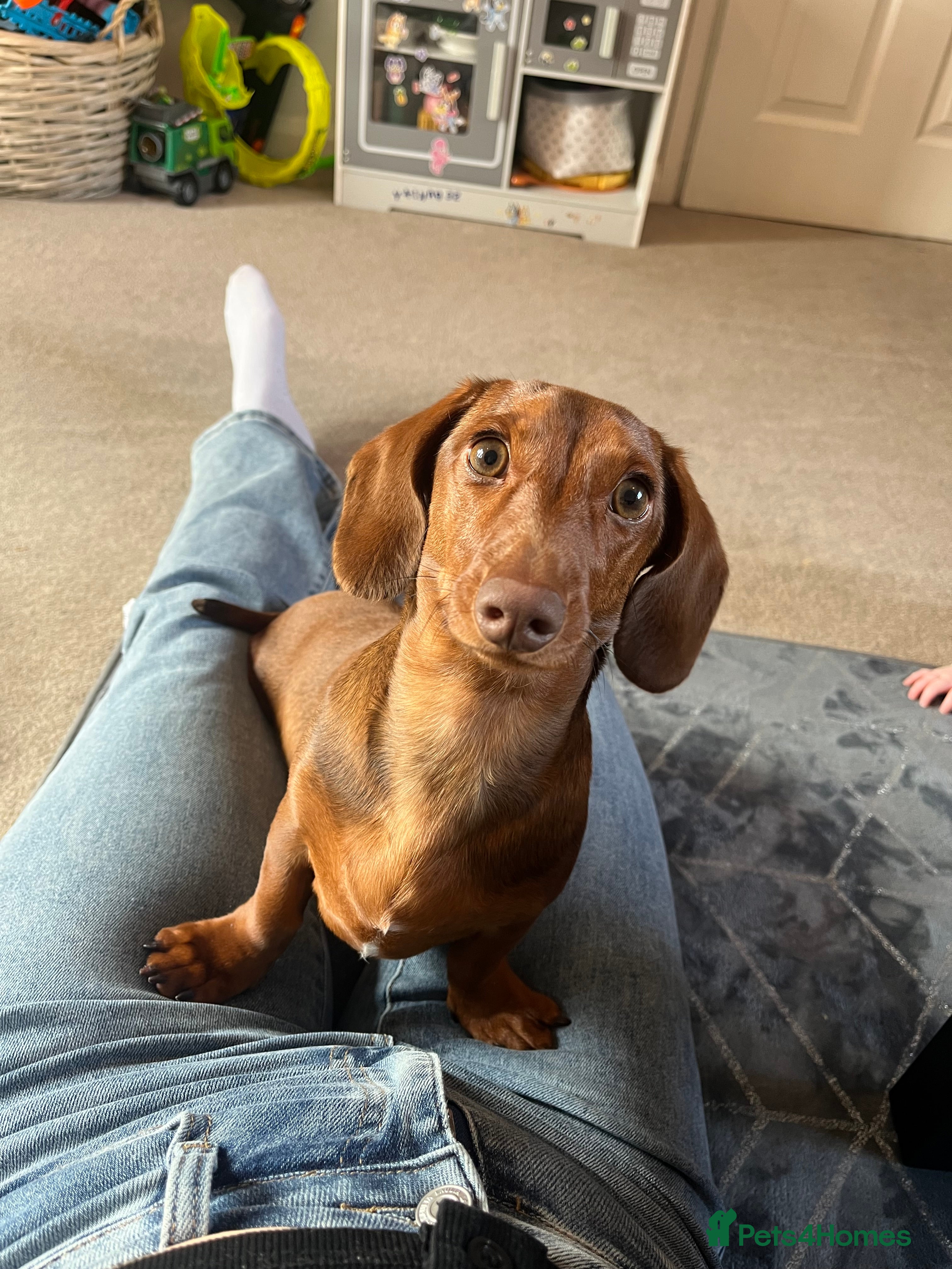 Miniature Dachshund dogs Miniature Dachshund  - Advert 5