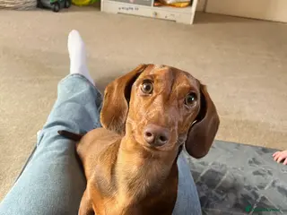 Miniature Dachshund dogs Miniature Dachshund - Advert 5