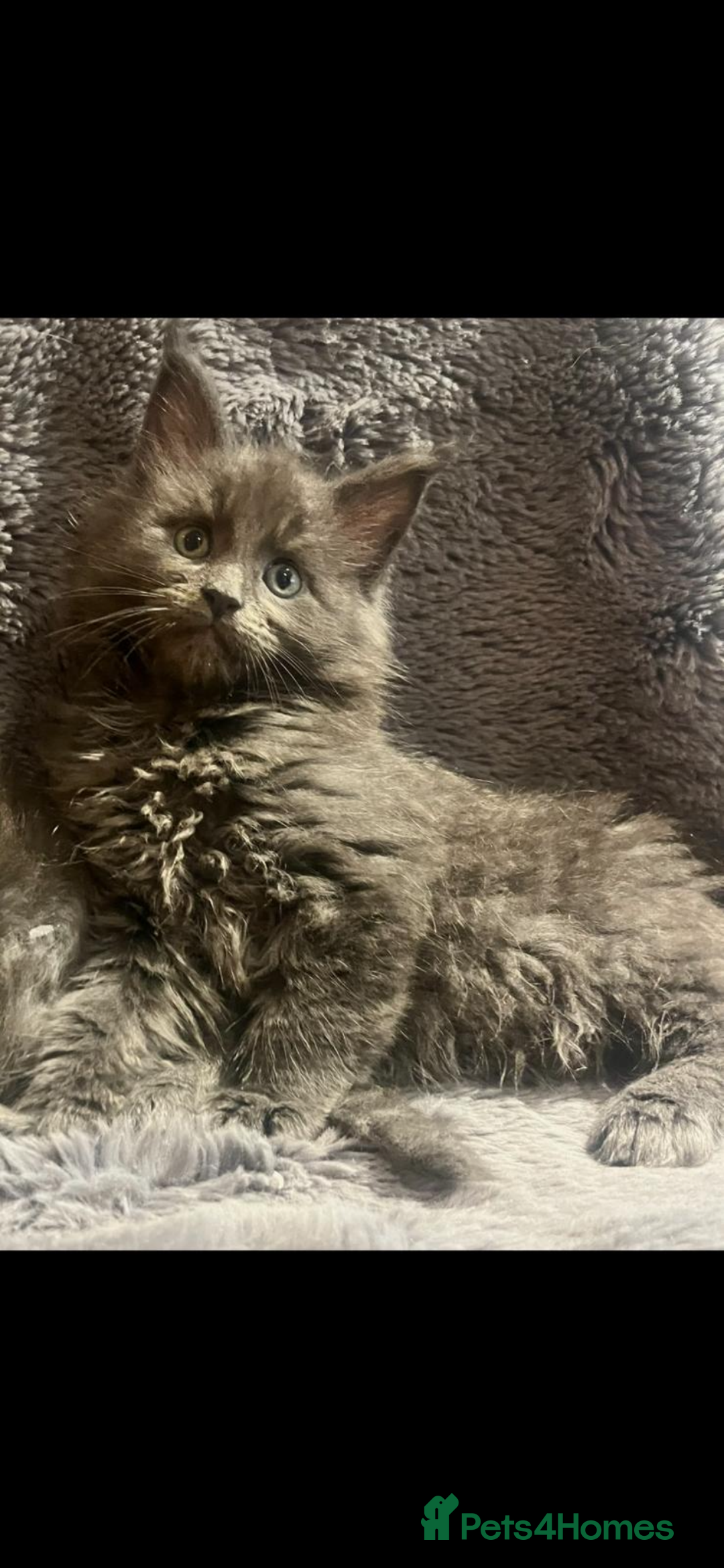 Maine Coon cats for sale: Beautiful Mainecoons blue smoke and black smoke  - Advert 14