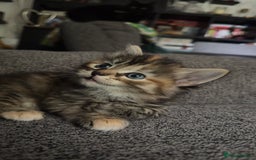Mixed Breed cats for sale: Beautiful kittens!!!!! READY from 7/08/25 - Image 19