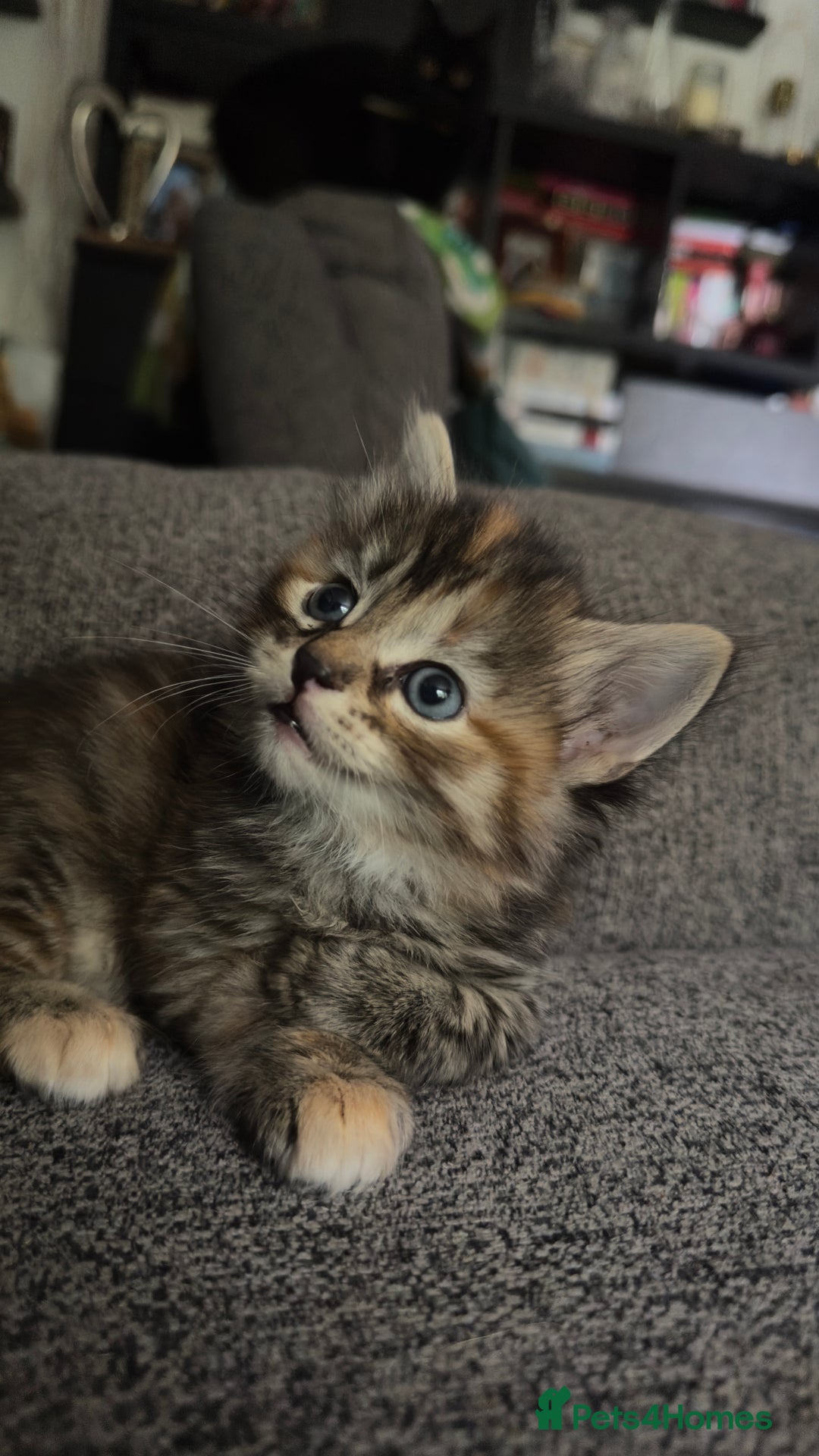 Mixed Breed cats for sale: Beautiful kittens!!!!! READY from 7/08/25 - Image 19