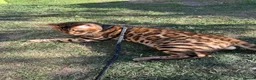 Bengal cats for sale: 🐆Adorable bengal kitten 🐆 - Advert 10