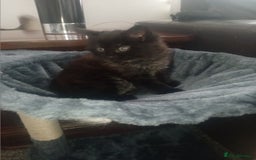 Mixed Breed cats for sale: Two long haired black kittens  - Image 2
