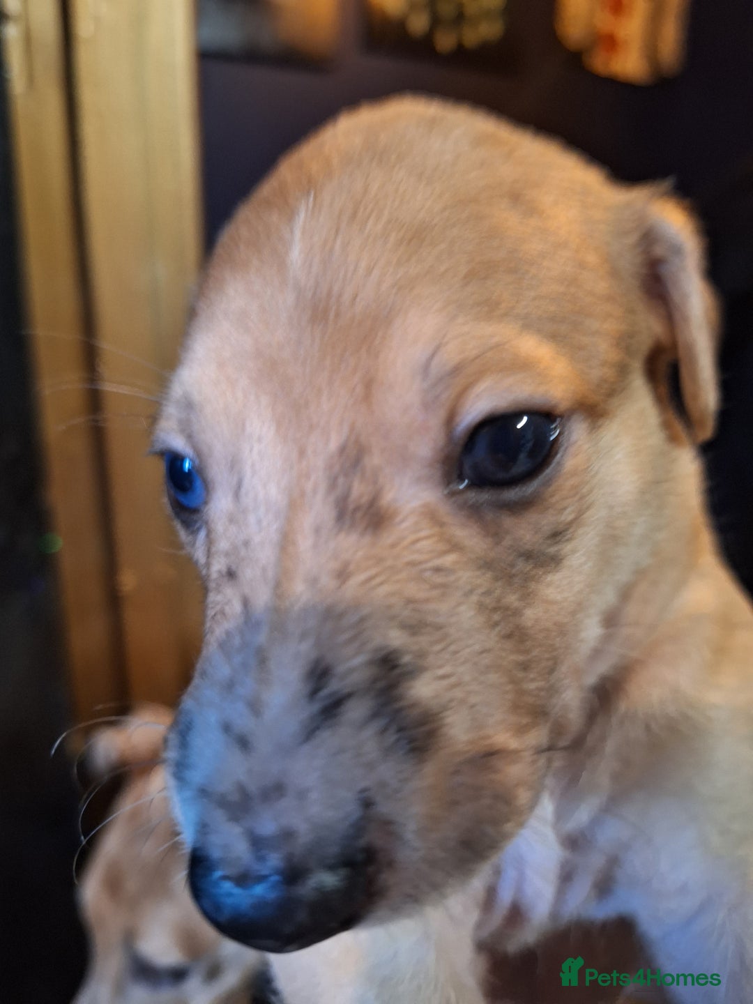 Lurcher dogs for sale: Really Now saluki Lurcher  - Advert 15