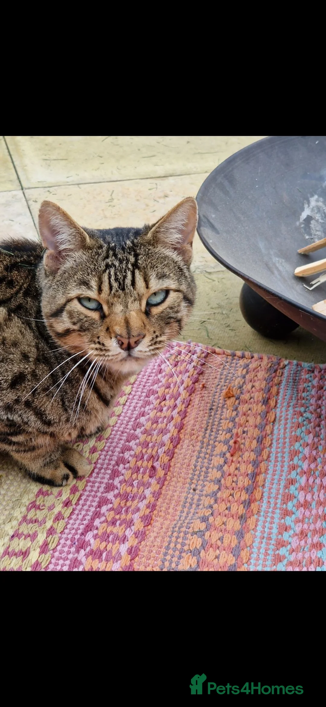 Bengal cats for sale: Pure Bengal looking for rural home as only cat.  - Advert 2