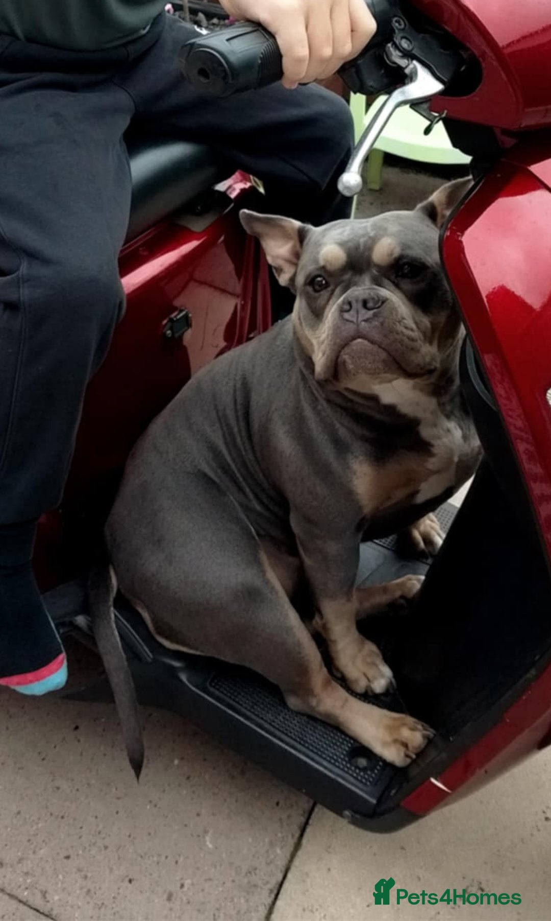 Shorty Bull dogs for sale: Pocket bully - Image 2