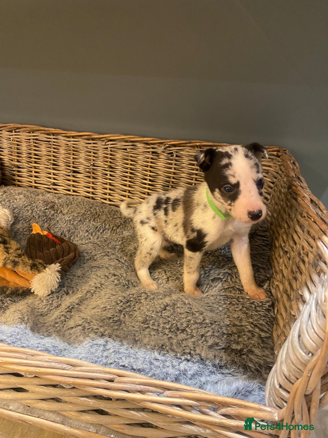 Mixed Breed dogs for sale: Beautiful merle whippet x collie puppies  - Advert 4
