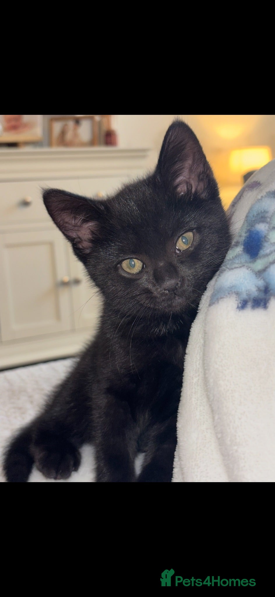 Mixed Breed cats 6 month old kitten - Minnie  - Advert 3