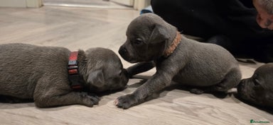 Staffordshire Bull Terrier dogs - Advert 9