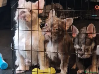 French Bulldog dogs Furnished french bulldog puppies - Advert 4