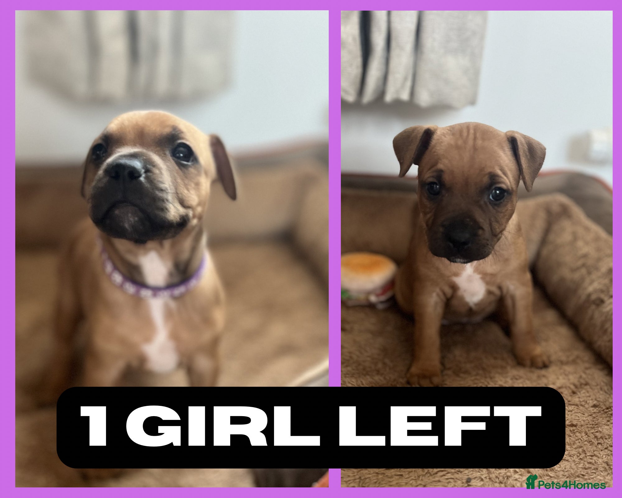 Staffordshire Bull Terrier dogs BEAUTIFUL RED STAFFORDSHIRE BULL TERRIER PUPPIES - Advert 5