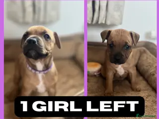 Staffordshire Bull Terrier dogs BEAUTIFUL RED STAFFORDSHIRE BULL TERRIER PUPPIES - Advert 1