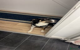 Border Collie dogs for sale: Reggie🩵 - Image 8