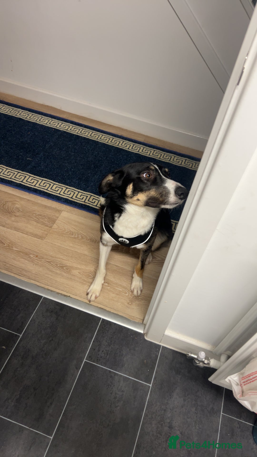 Border Collie dogs for sale: Reggie🩵 - Image 8