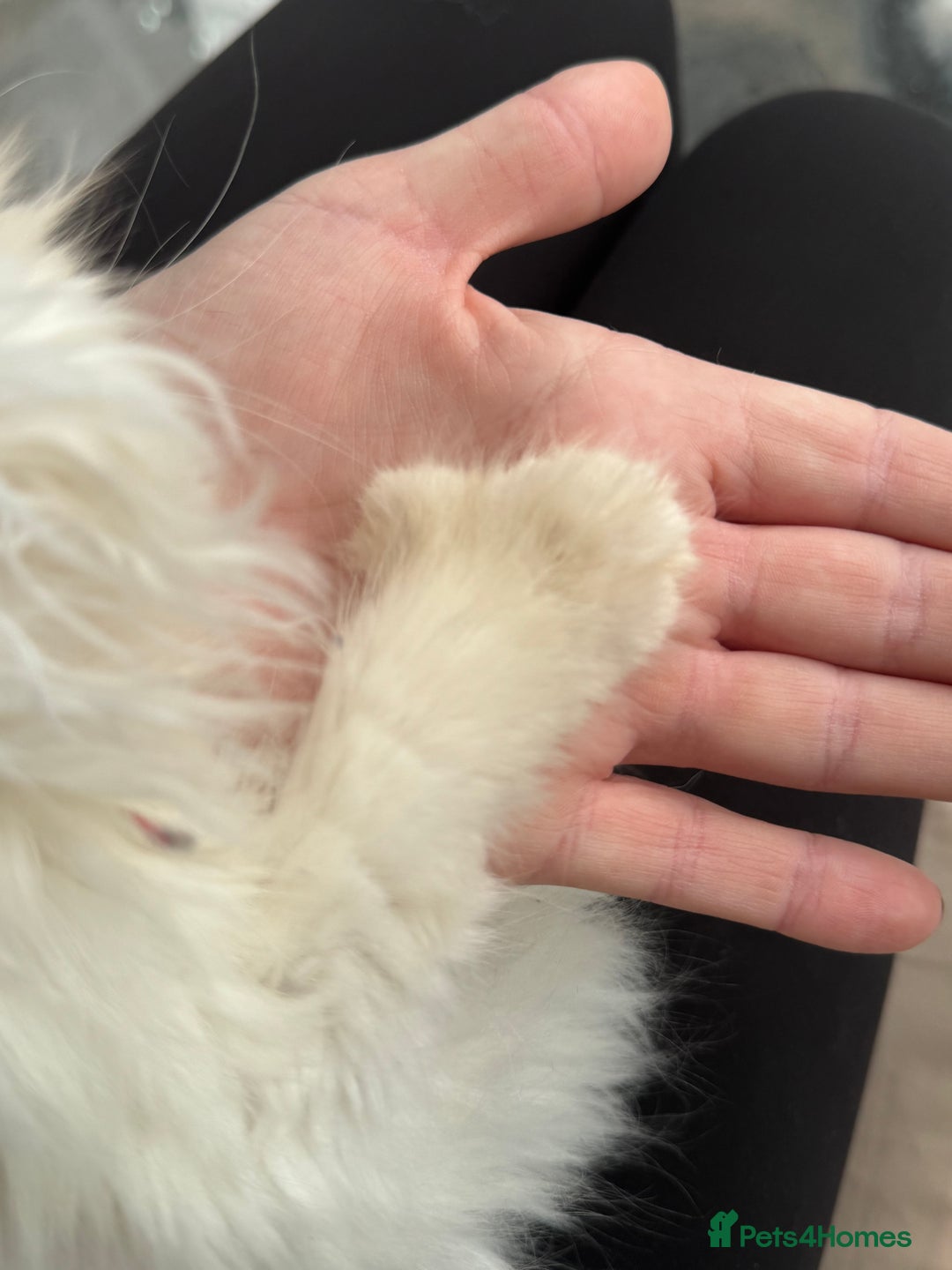 Maine Coon cats for sale: MAINE COON POLYDACTYL KITTENS 🩷 - Advert 4