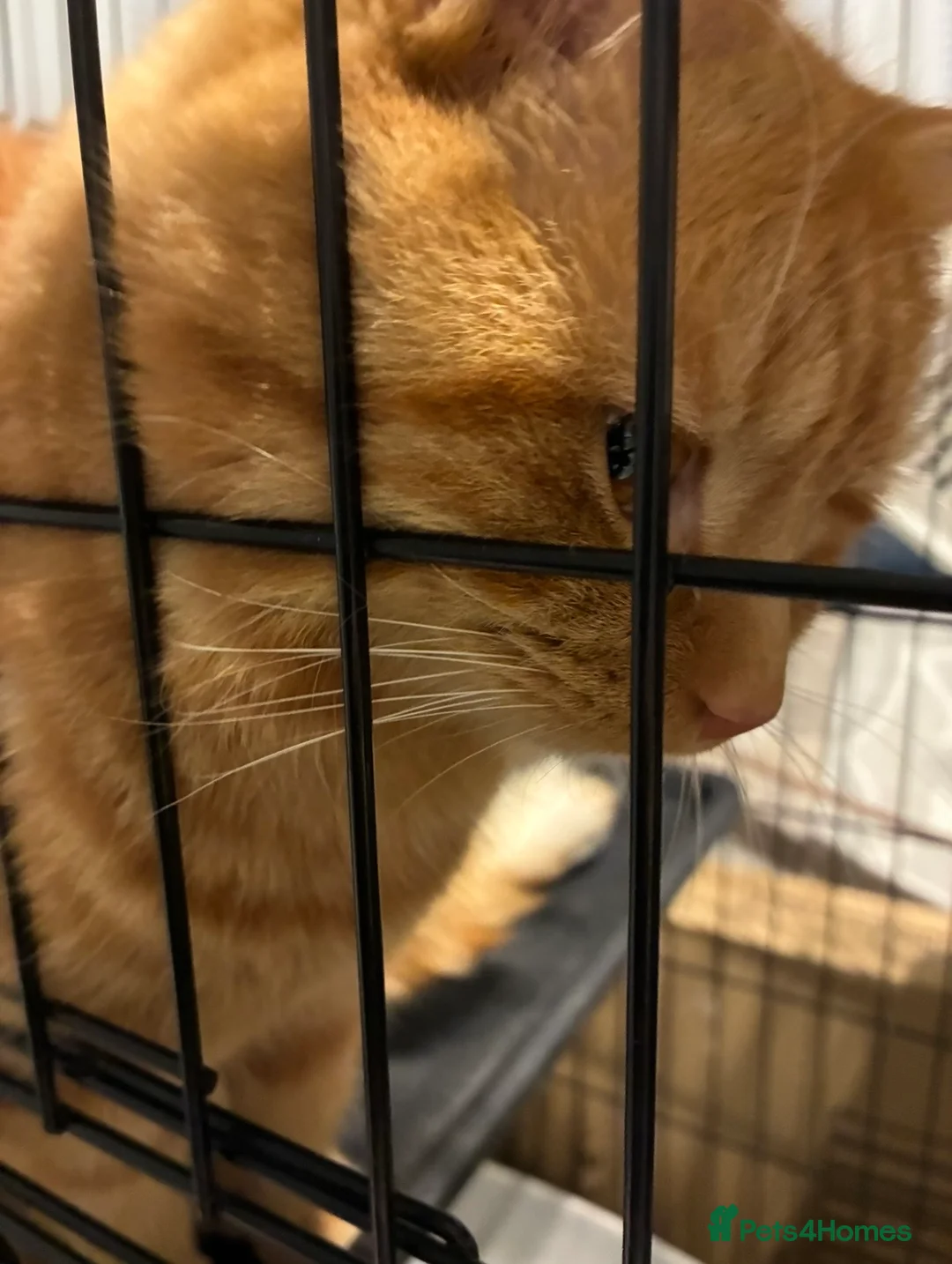 Mixed Breed cats for sale: Pair of bonded male cats 1.5yrs - Advert 6