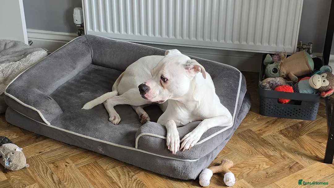 American Bulldog dogs for sale: Lily-Mae, American Scott Bulldog, 4yrs, spayed. - Advert 6
