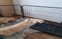 Golden Retriever dogs for sale: 🦮 two beautiful boys available  ❤️❤️ in Aberystwyth - Image 34