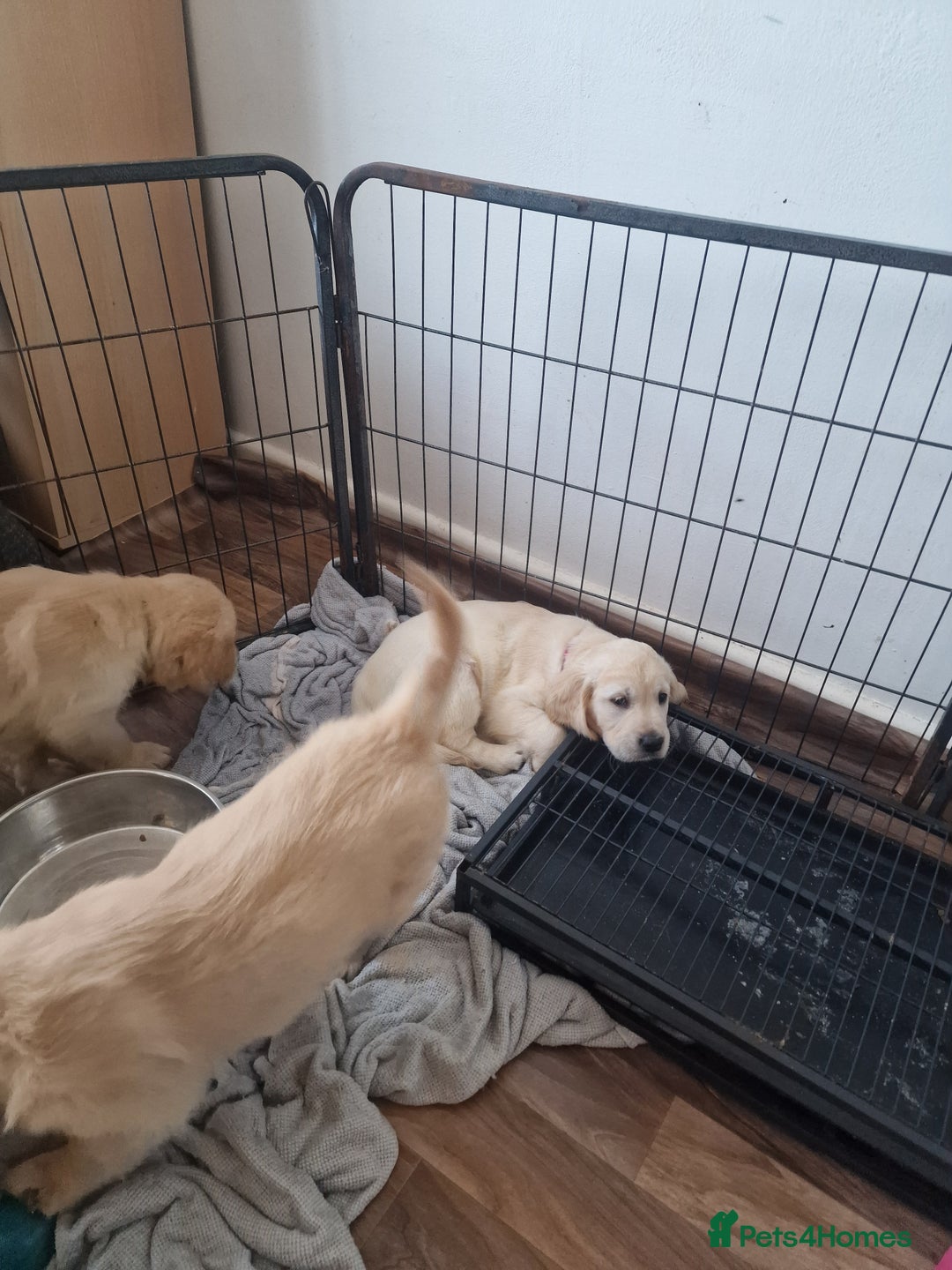 Golden Retriever dogs for sale: 🦮 two beautiful boys available  ❤️❤️ in Aberystwyth - Image 34