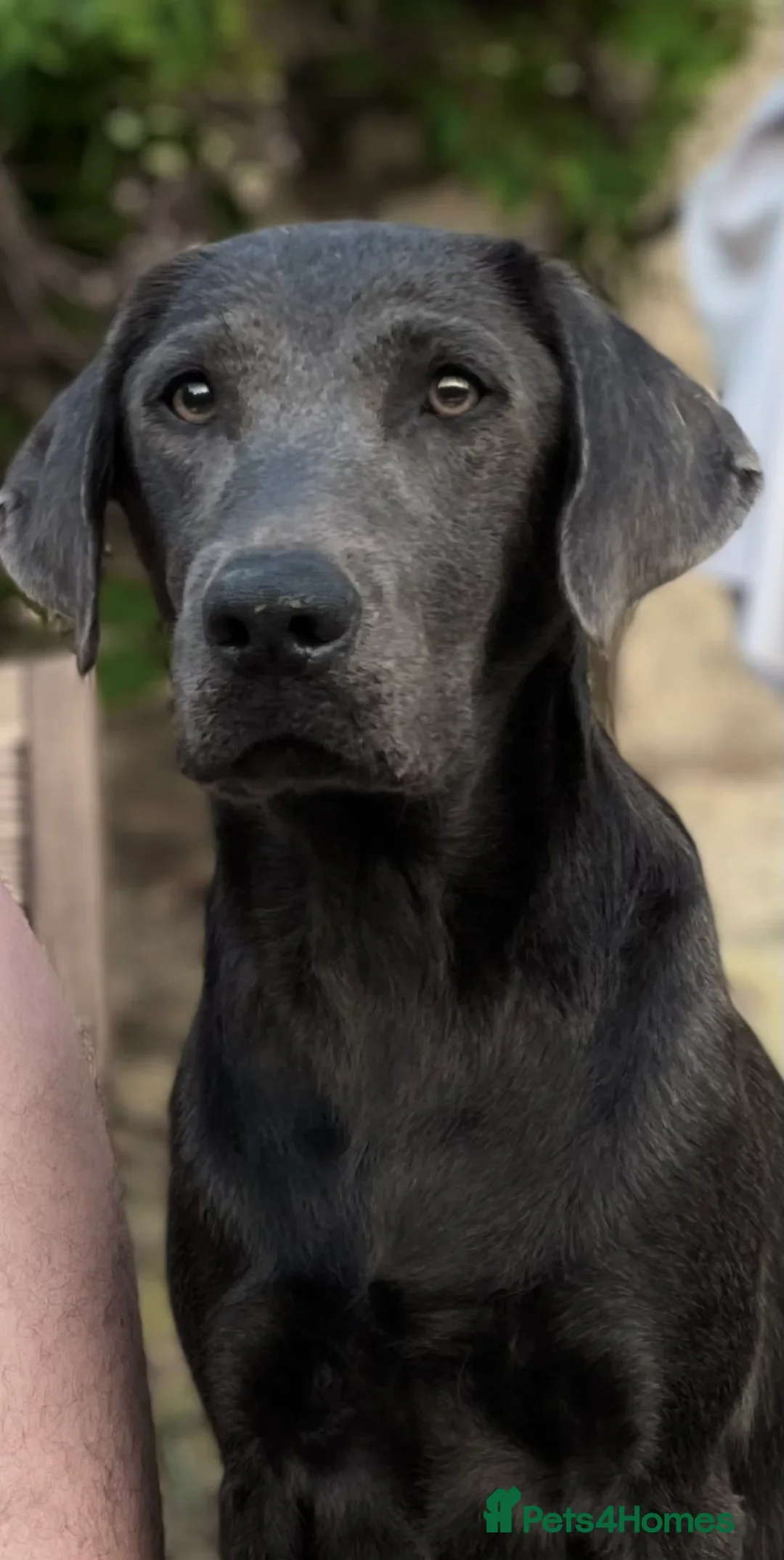 Labradoodle dogs for sale: Fully Vaccinated, Lab x Australian Labradoodles  - Image 11