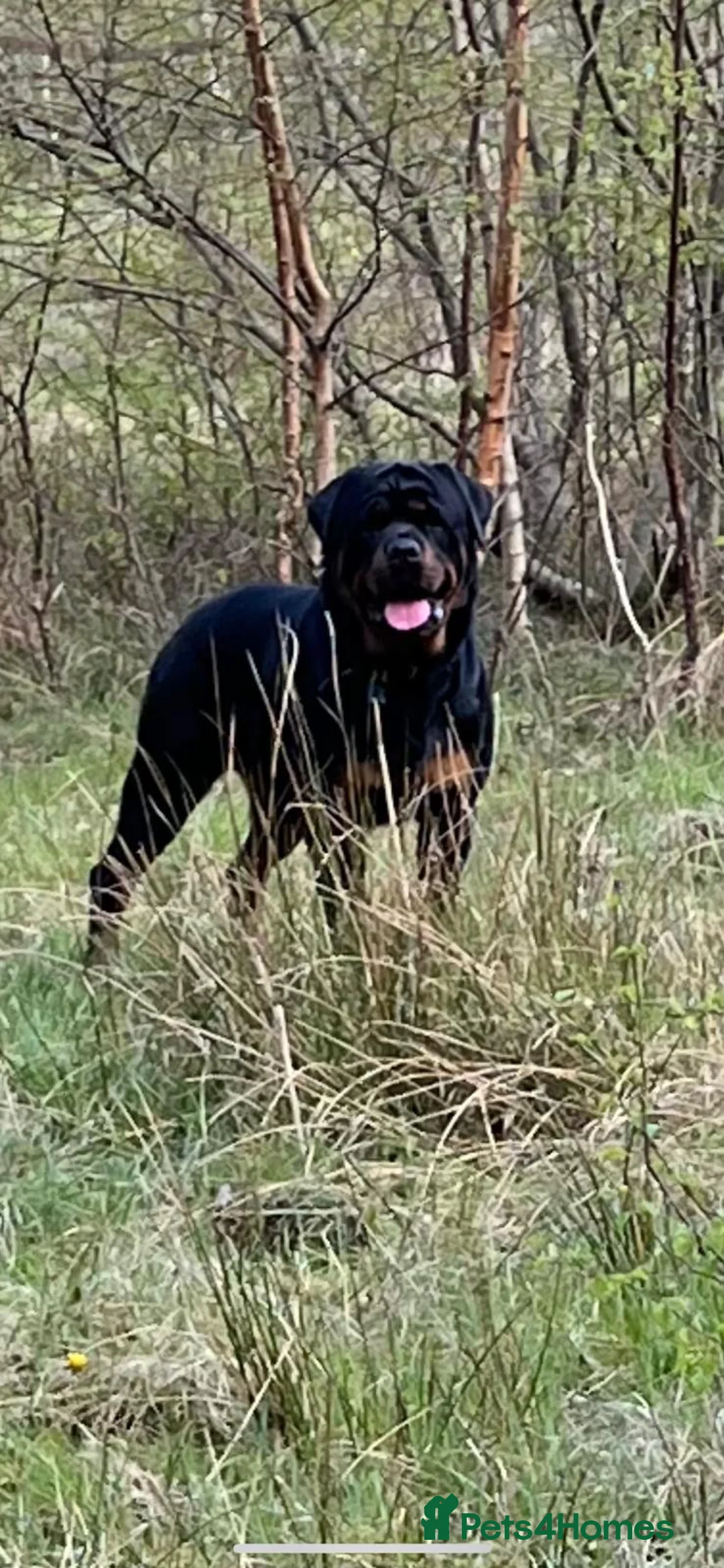 Rottweiler dogs for stud: CH Kayshillblue Zeus of Lorayla JW  in Motherwell - Advert 7