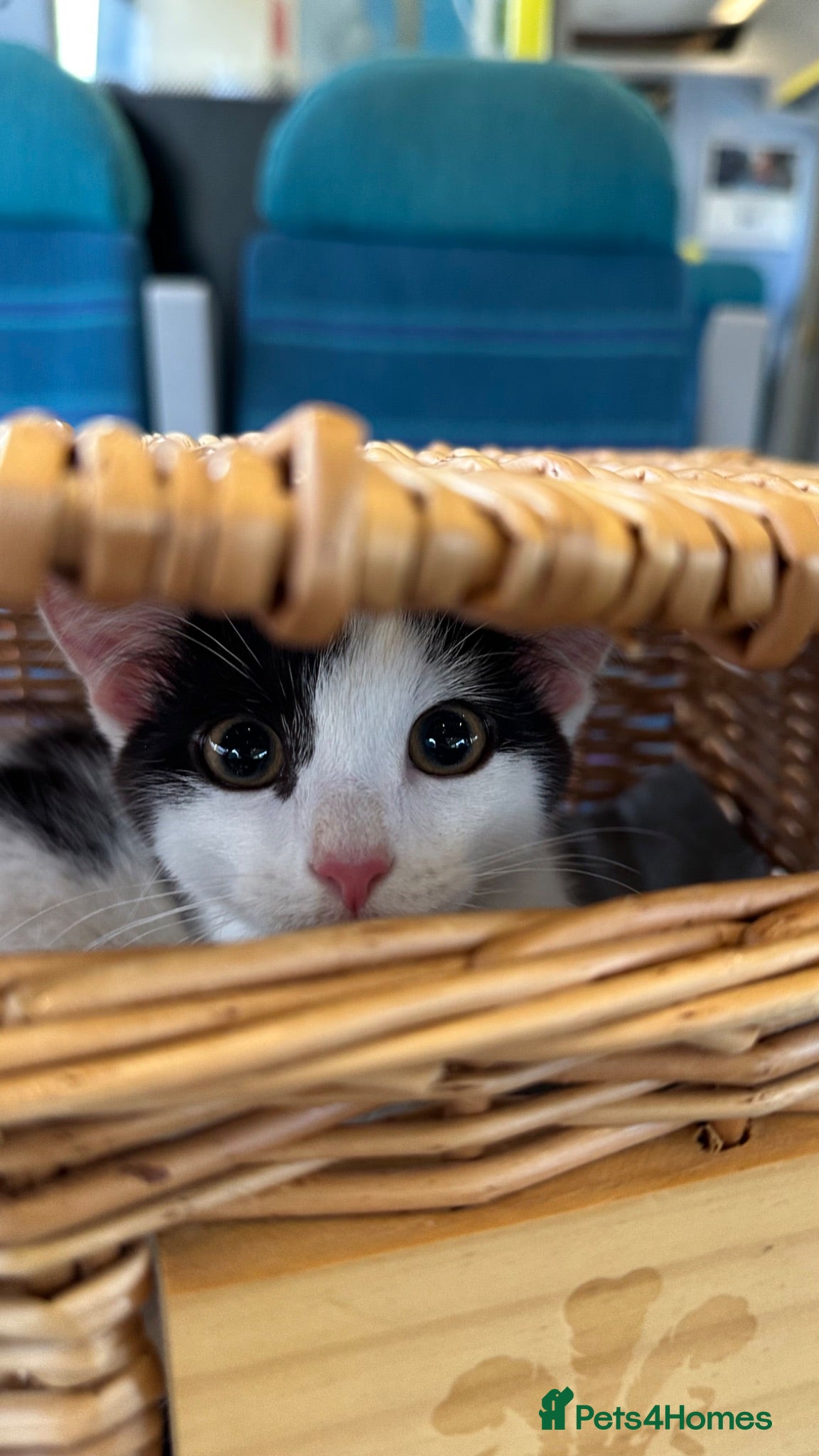Mixed Breed cats Rehoming little girl - Advert 14
