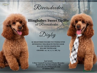 Toy Poodle dogs EXTENSIVELY HEALTH TESTED DEEP RED POODLE STUD - Advert 23