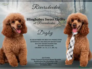 Toy Poodle dogs EXTENSIVELY HEALTH TESTED DEEP RED POODLE STUD - Advert 12