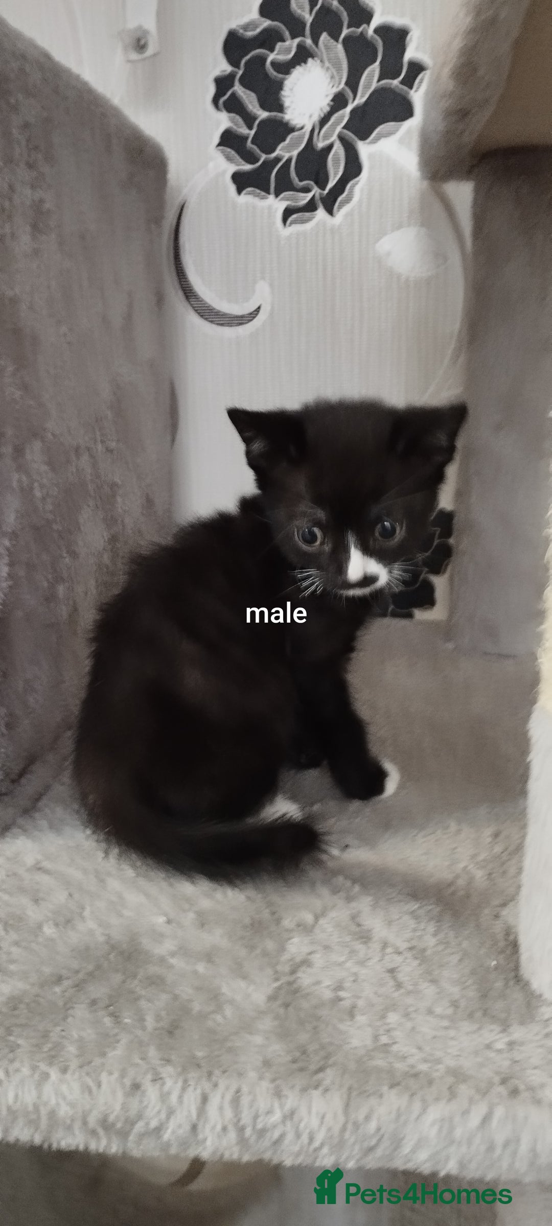 British Shorthair cats for sale: Lovely kittens search new homes - Advert 5