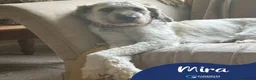 Mixed Breed dogs for adoption: Meet Mira, currently residing in Cheshire  - Advert 1