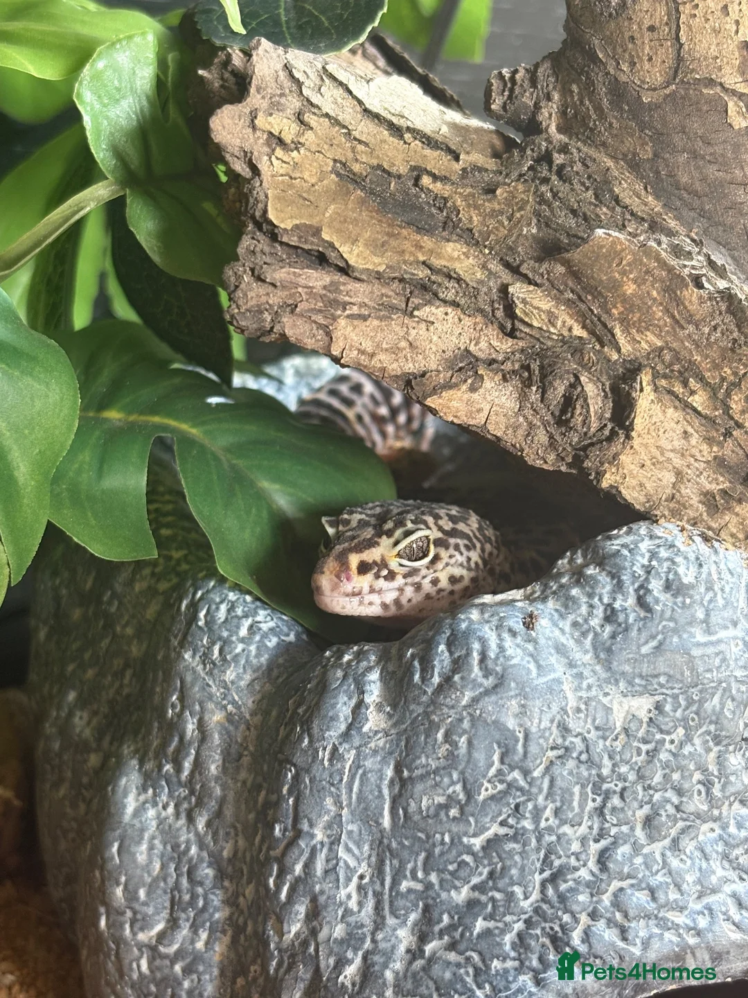 Leopard Gecko reptiles for sale: Leopard gecko - Advert 6