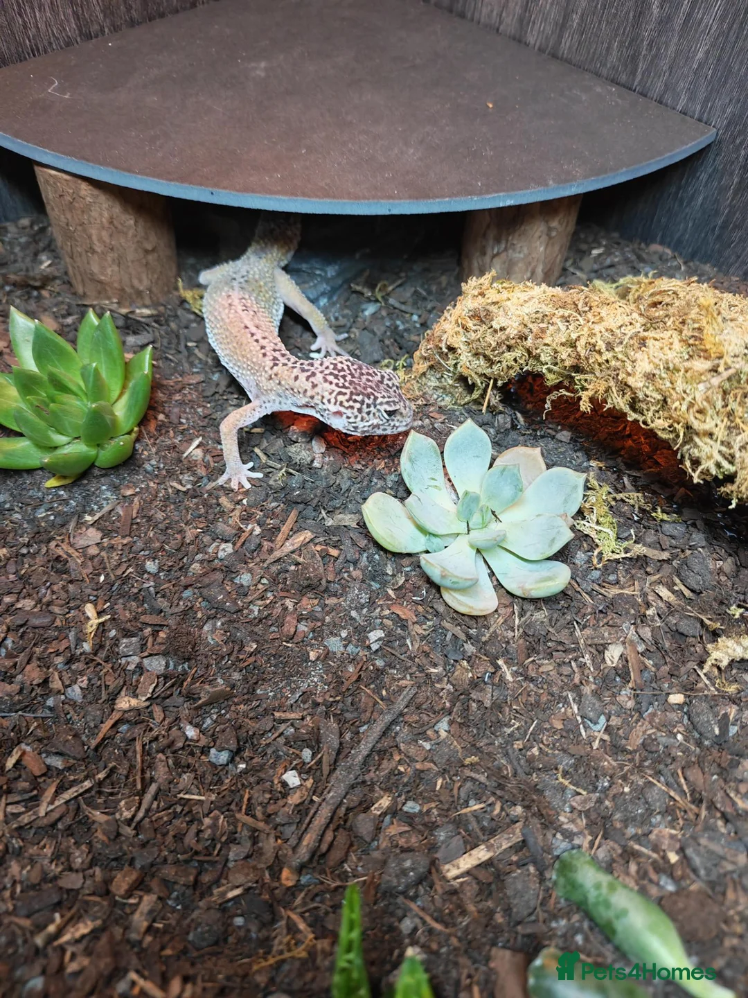 Leopard Gecko reptiles for sale: Leopard gecko. Full bio active set up.  - Advert 1