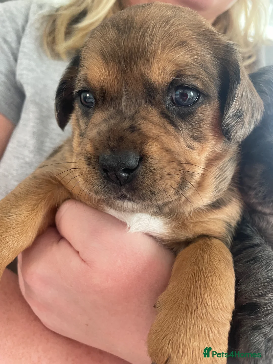 Mixed Breed dogs for sale: Biscuits, Oreo and Cup Cake in Maidstone - Advert 2