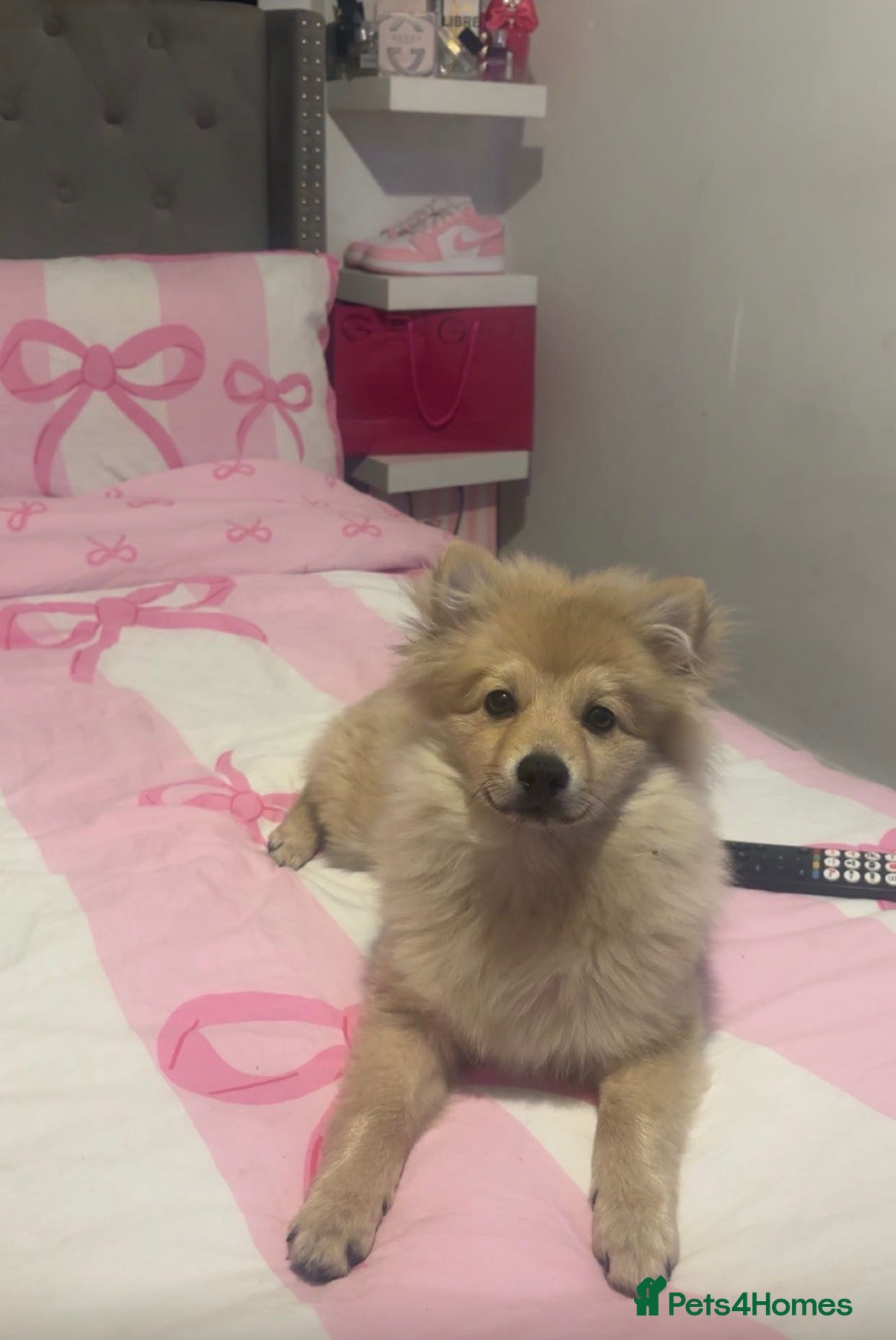 Pomeranian dogs Boy Pomeranian  - Advert 4