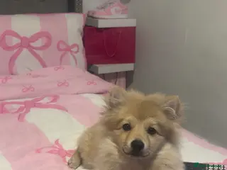 Pomeranian dogs Boy Pomeranian - Advert 15