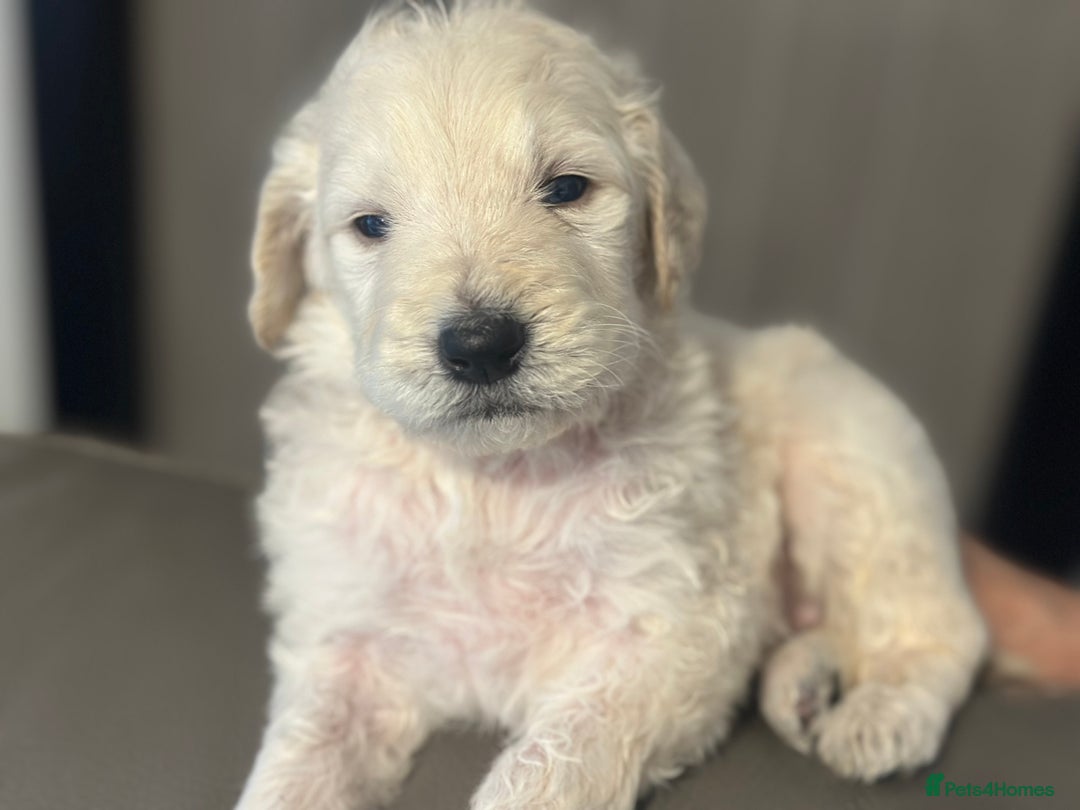 Goldendoodle dogs for sale: F1B STANDARD GOLDENDOODLE - Advert 20