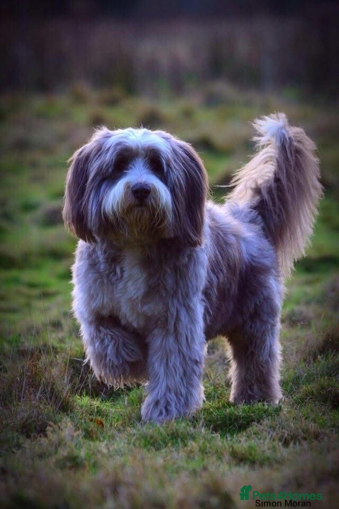 Bearded Collie dogs for sale: Bearded Collie Boy - Advert 2