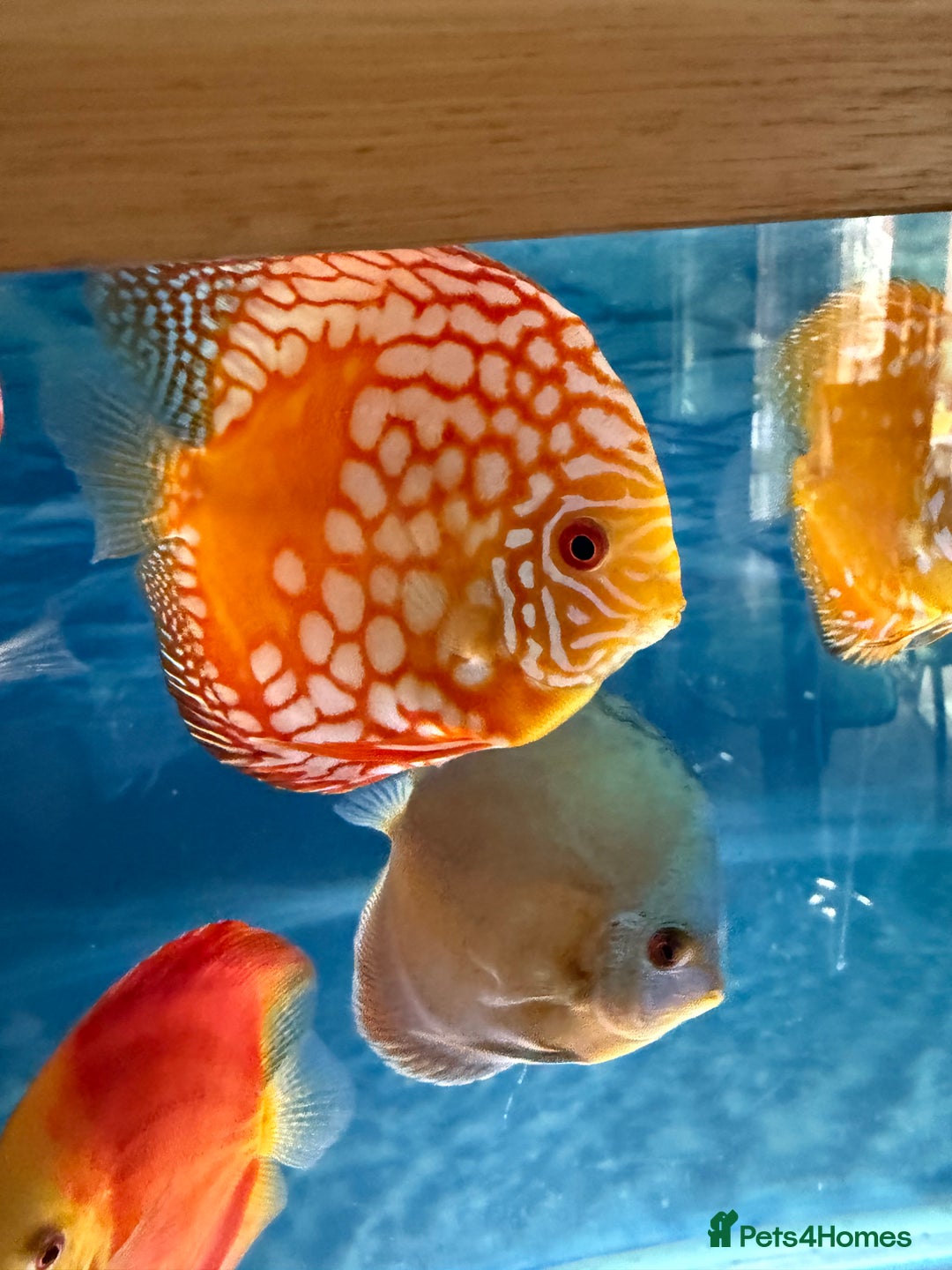 Discus fish for sale: Discus fish - Image 4
