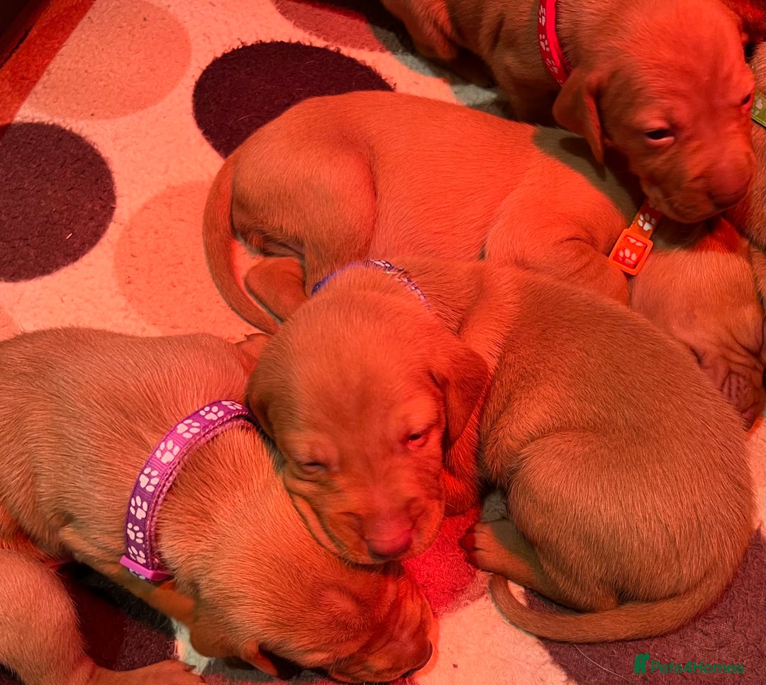Hungarian Vizsla dogs for sale: Wonderful puppies from mum with 0/0 hip score.  - Image 18