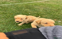 Labrador Retriever dogs for sale: Labrador puppies - Image 9