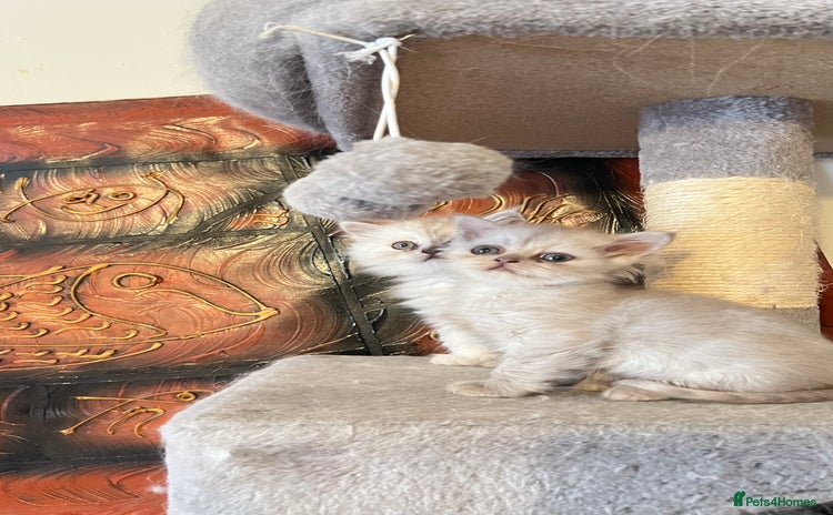 Persian cats - Advert 4