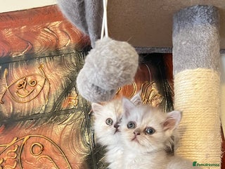 Persian cats - Advert 18