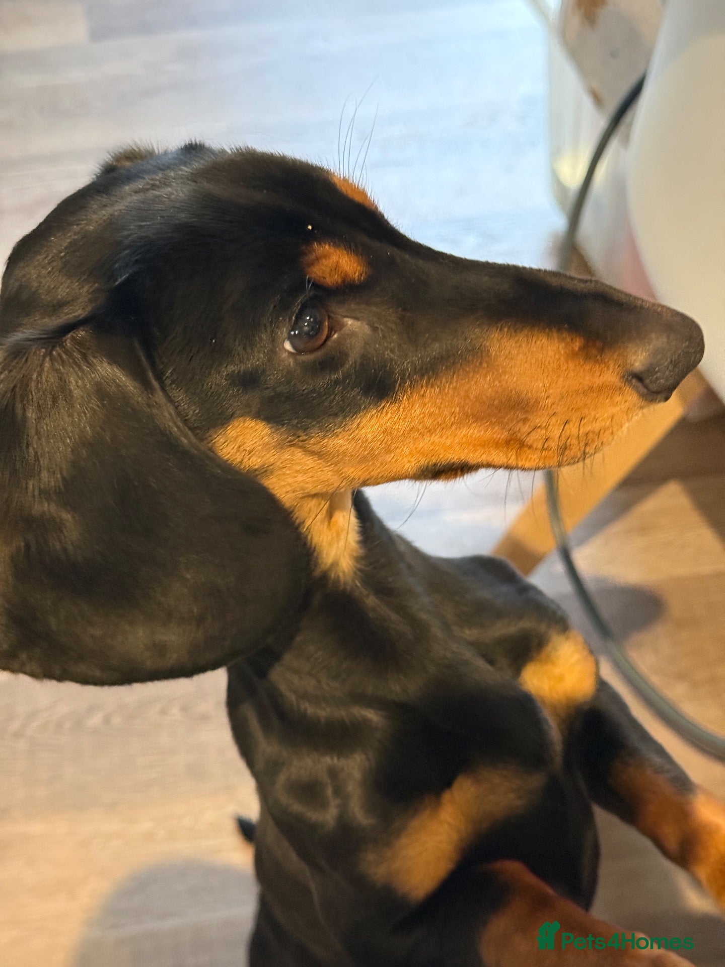 Dachshund dogs Stunning Dachshund Looking For Forever Home - Advert 14