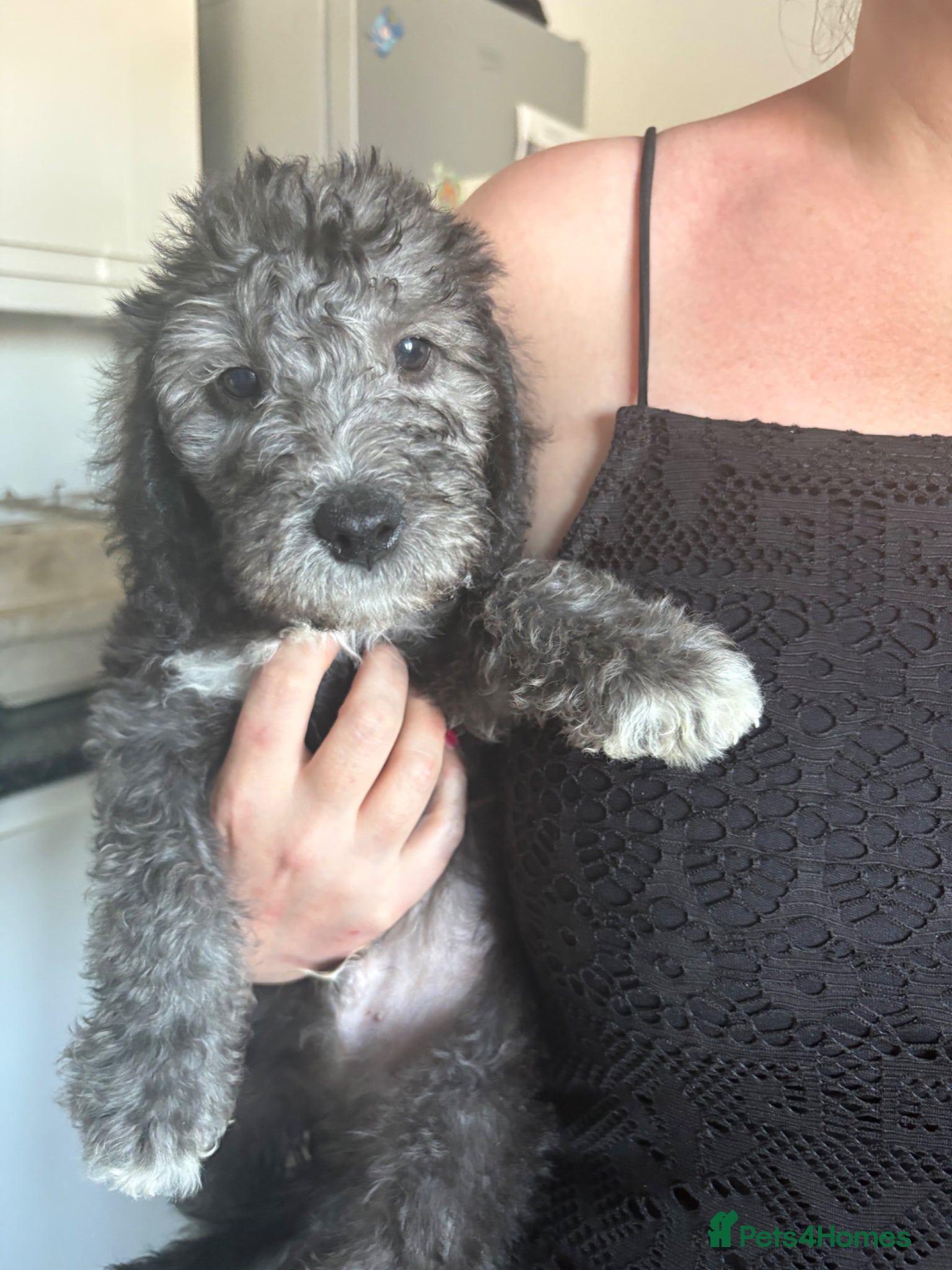 Bedlington Terrier dogs Bedlington Terriers - Advert 2