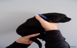 German Shepherd dogs for sale: 7 CHUNKY GERMAN SHEPHERD PUPPIES KC REGISTERED - Image 22