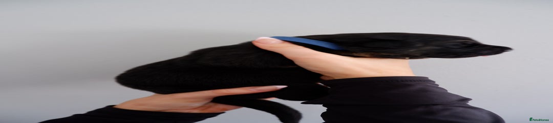 German Shepherd Puppy 5